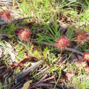 Acaena novae-zelandiae at Paddys River, ACT - 28 Jan 2023