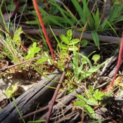 Acaena novae-zelandiae at Paddys River, ACT - 28 Jan 2023