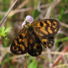 Heteronympha cordace (Bright-eyed Brown) at Paddys River, ACT - 28 Jan 2023 by MatthewFrawley