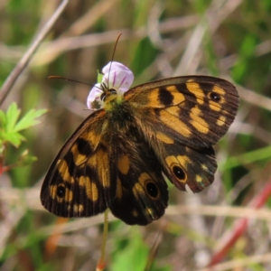 Heteronympha cordace at Paddys River, ACT - 28 Jan 2023 09:59 AM