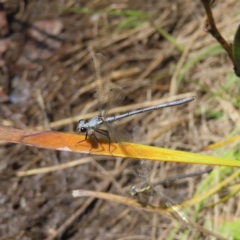 Griseargiolestes intermedius (Alpine Flatwing) at Gibraltar Pines - 27 Jan 2023 by MatthewFrawley