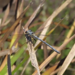 Griseargiolestes intermedius at Paddys River, ACT - 28 Jan 2023