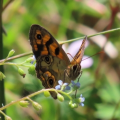 Heteronympha cordace (Bright-eyed Brown) at Paddys River, ACT - 27 Jan 2023 by MatthewFrawley