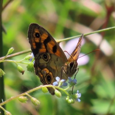 Heteronympha cordace (Bright-eyed Brown) at Gibraltar Pines - 27 Jan 2023 by MatthewFrawley