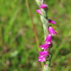 Spiranthes australis (Austral Ladies Tresses) at Paddys River, ACT - 27 Jan 2023 by MatthewFrawley