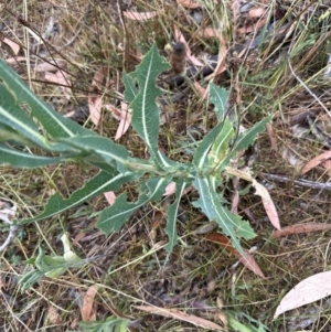 Lactuca serriola at Aranda, ACT - 29 Jan 2023 08:28 AM