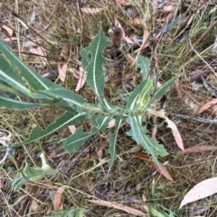 Lactuca serriola (Prickly Lettuce) at Molonglo Valley, ACT - 28 Jan 2023 by lbradley