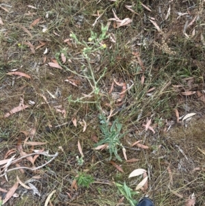 Lactuca serriola at Aranda, ACT - 29 Jan 2023 08:28 AM