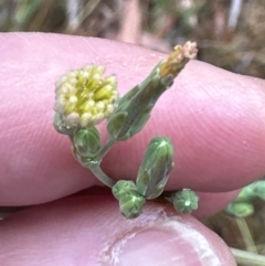 Lactuca serriola at Molonglo Valley, ACT - 29 Jan 2023