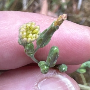 Lactuca serriola at Molonglo Valley, ACT - 29 Jan 2023