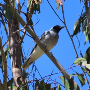 Coracina novaehollandiae at Paddys River, ACT - 28 Jan 2023 10:36 AM