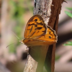 Heteronympha merope (Common Brown) at Cotter River, ACT - 27 Jan 2023 by MatthewFrawley