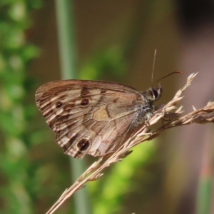 Heteronympha cordace at Cotter River, ACT - 28 Jan 2023