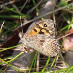 Geitoneura klugii (Marbled Xenica) at Namadgi National Park - 28 Jan 2023 by MatthewFrawley