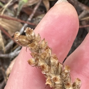 Plantago varia at Aranda, ACT - 29 Jan 2023 08:49 AM