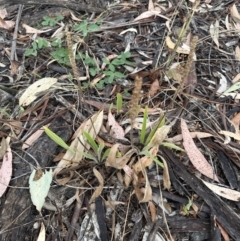 Plantago varia at Aranda, ACT - 29 Jan 2023