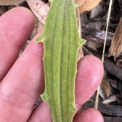 Plantago varia at Aranda, ACT - 29 Jan 2023 08:49 AM