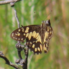 Papilio demoleus (Chequered Swallowtail) at Cotter River, ACT - 28 Jan 2023 by MatthewFrawley