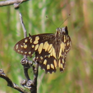Papilio demoleus at Cotter River, ACT - 28 Jan 2023