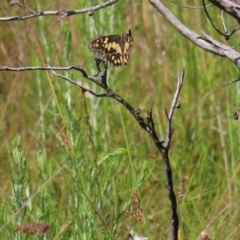 Papilio demoleus at Cotter River, ACT - 28 Jan 2023