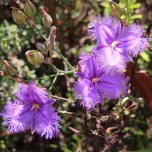 Thysanotus tuberosus subsp. tuberosus at Cotter River, ACT - 28 Jan 2023 11:31 AM