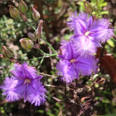 Thysanotus tuberosus subsp. tuberosus (Common Fringe-lily) at Cotter River, ACT - 28 Jan 2023 by MatthewFrawley