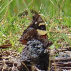 Vanessa itea (Yellow Admiral) at Namadgi National Park - 28 Jan 2023 by MatthewFrawley