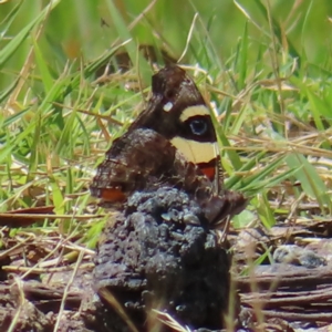 Vanessa itea at Cotter River, ACT - 28 Jan 2023