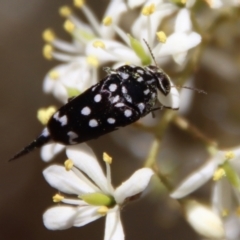 Mordella dumbrelli (Dumbrell's Pintail Beetle) at Red Hill Nature Reserve - 25 Jan 2023 by LisaH