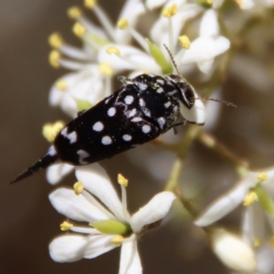 Mordella dumbrelli (Dumbrell's Pintail Beetle) at GG139 - 25 Jan 2023 by LisaH