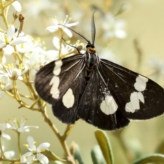 Nyctemera amicus (Senecio or Magpie moth) at Hawker, ACT - 25 Jan 2023 by AlisonMilton