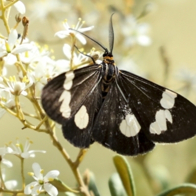 Nyctemera amicus (Senecio Moth, Magpie Moth, Cineraria Moth) at Hawker, ACT - 25 Jan 2023 by AlisonMilton