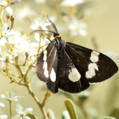 Nyctemera amicus at Hawker, ACT - 25 Jan 2023 11:02 AM