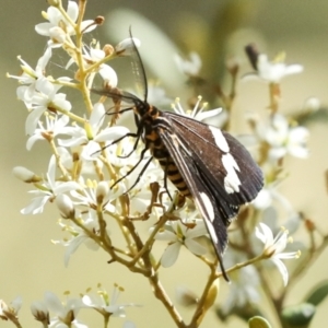 Nyctemera amicus at Hawker, ACT - 25 Jan 2023 11:02 AM