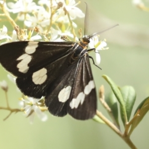 Nyctemera amicus at Hawker, ACT - 25 Jan 2023 11:02 AM