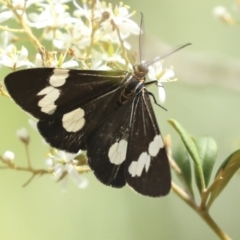 Nyctemera amicus at Hawker, ACT - 25 Jan 2023 11:02 AM