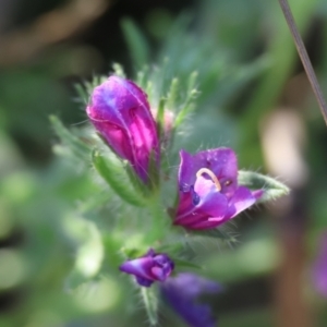 Echium plantagineum at Killara, VIC - 28 Jan 2023 08:33 AM