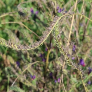 Echium plantagineum at Killara, VIC - 28 Jan 2023 08:33 AM