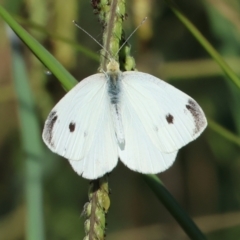 Pieris rapae (Cabbage White) at Bandiana, VIC - 27 Jan 2023 by KylieWaldon