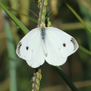 Pieris rapae at Bandiana, VIC - 28 Jan 2023 09:39 AM