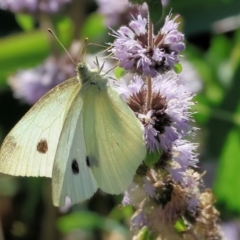 Pieris rapae at Bandiana, VIC - 28 Jan 2023 09:39 AM