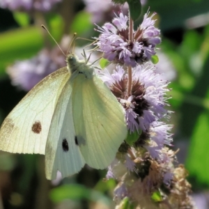 Pieris rapae at Bandiana, VIC - 28 Jan 2023 09:39 AM