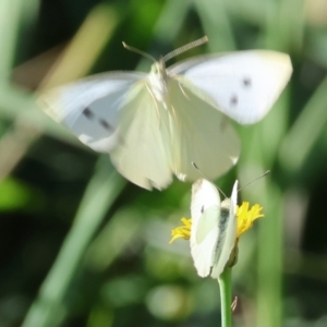 Pieris rapae at Bandiana, VIC - 28 Jan 2023 09:39 AM