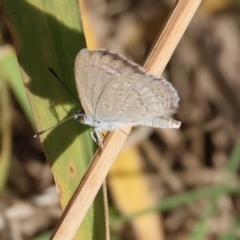 Zizina otis (Common Grass-Blue) at Wodonga - 27 Jan 2023 by KylieWaldon