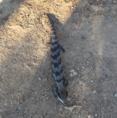 Tiliqua scincoides scincoides (Eastern Blue-tongue) at Mount Majura - 15 Oct 2015 by AaronClausen