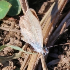 Zizina otis (Common Grass-Blue) at Wodonga - 27 Jan 2023 by KylieWaldon