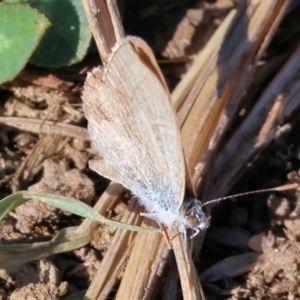 Zizina otis at Bandiana, VIC - 28 Jan 2023