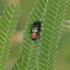 Adoxia benallae (Leaf beetle) at Dryandra St Woodland - 22 Jan 2023 by ConBoekel