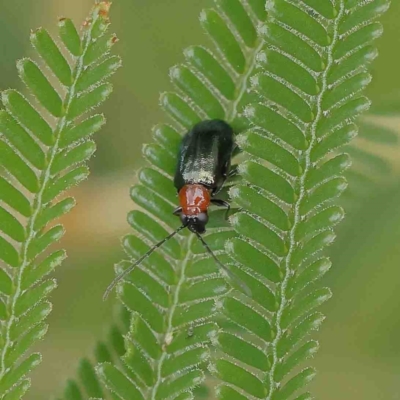 Adoxia benallae (Leaf beetle) at O'Connor, ACT - 23 Jan 2023 by ConBoekel