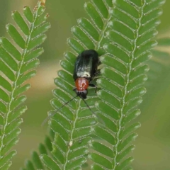 Adoxia benallae at O'Connor, ACT - 23 Jan 2023